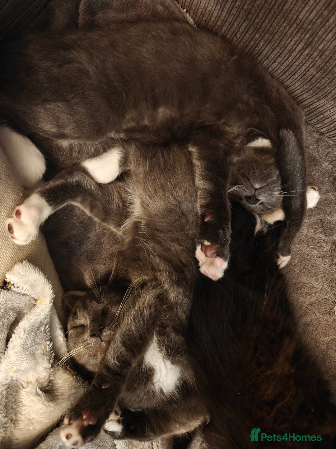 Domestic Shorthair cats for sale: Loving kittens - Image 19