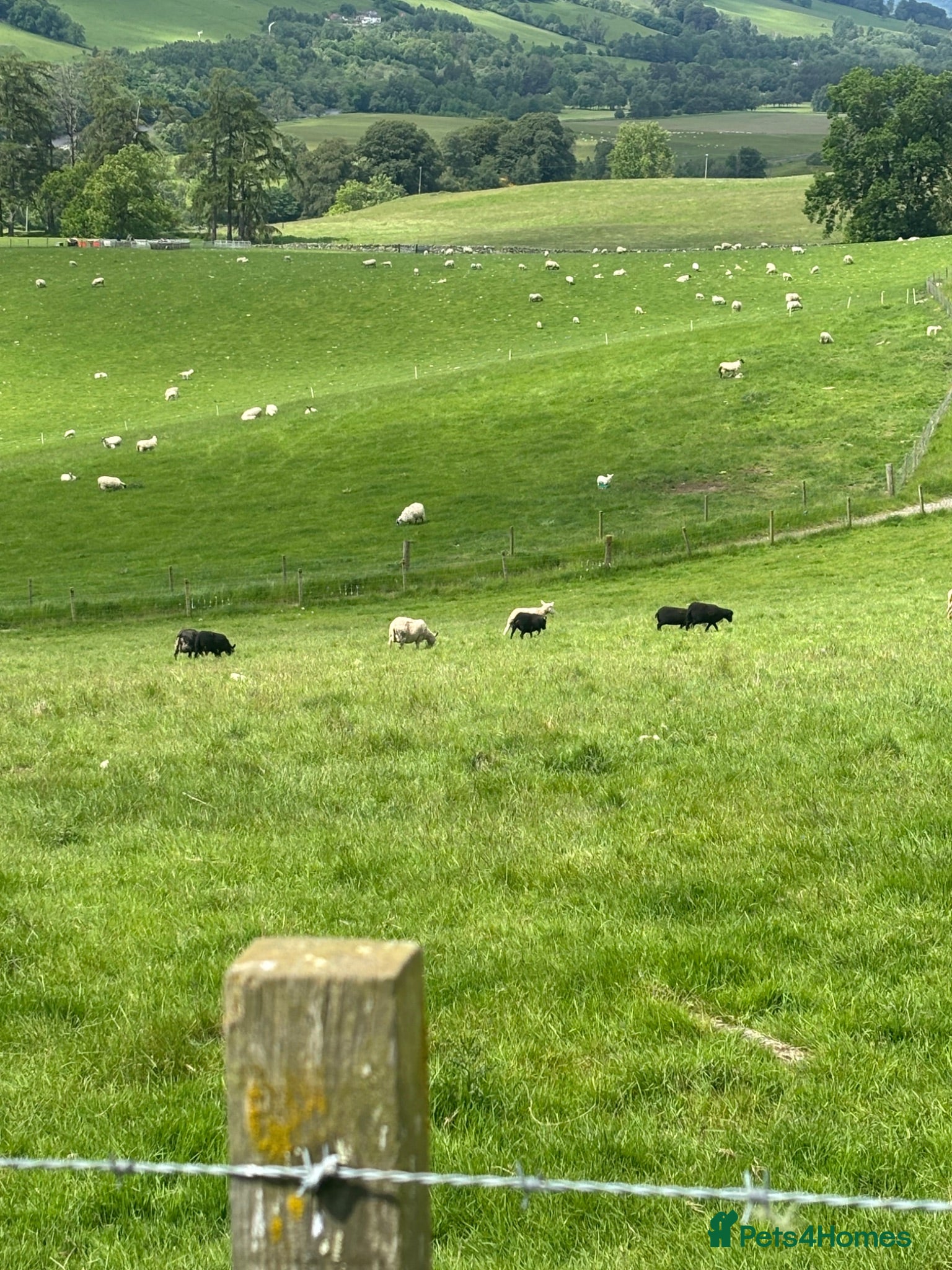 Sheep livestock Shetland X ewes - Advert 2