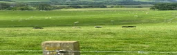 Sheep livestock for sale: Shetland X ewes - Advert 2