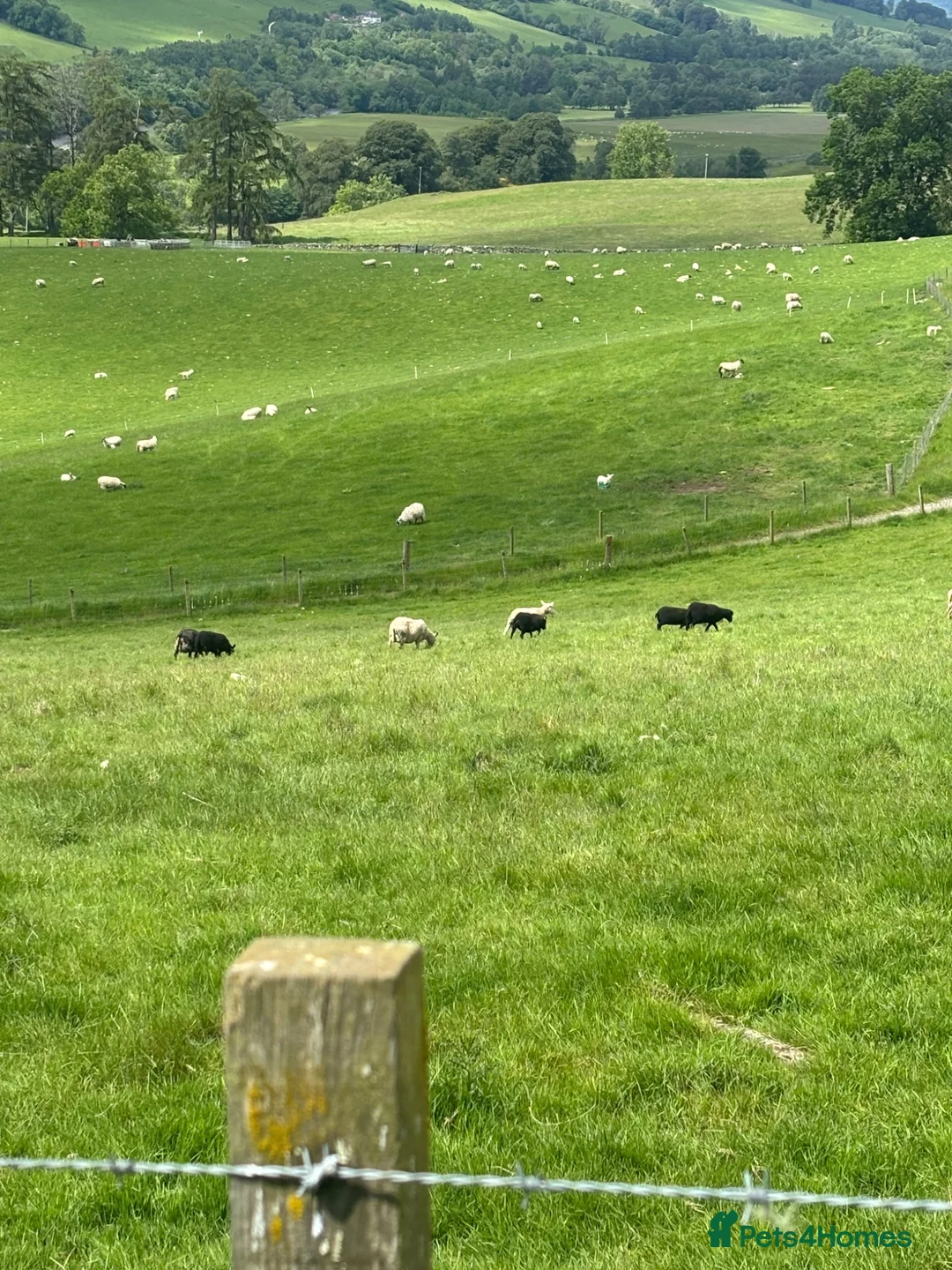 Sheep livestock for sale: Shetland X ewes - Advert 2