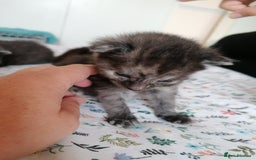 Domestic Shorthair cats for sale: Stunning kittens for sale  - Image 37