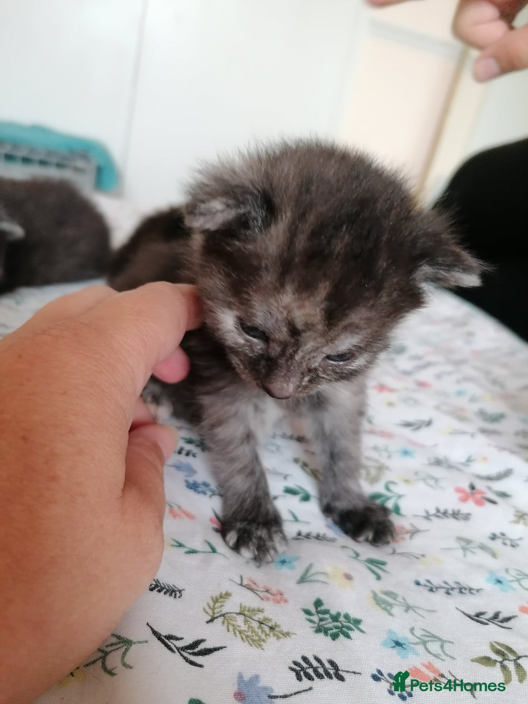 Domestic Shorthair cats for sale: Stunning kittens for sale  - Image 37