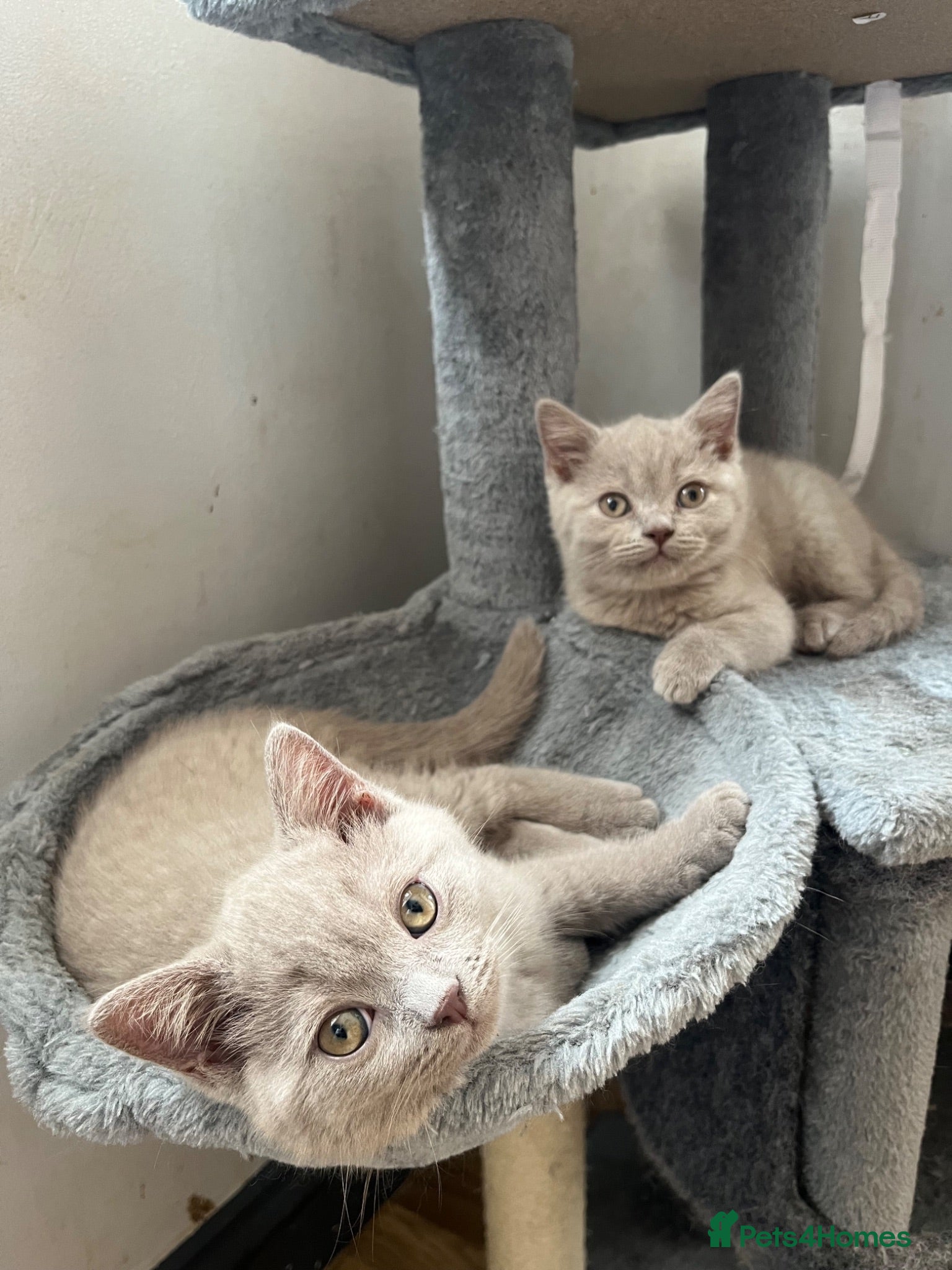 British Shorthair cats 2 lilac BSH Boys READY NOW - Advert 2