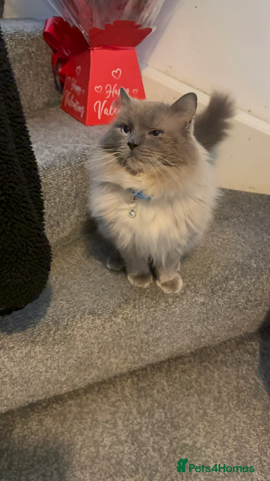 Ragdoll cats for sale: 2 ragdoll cats  - Advert 6