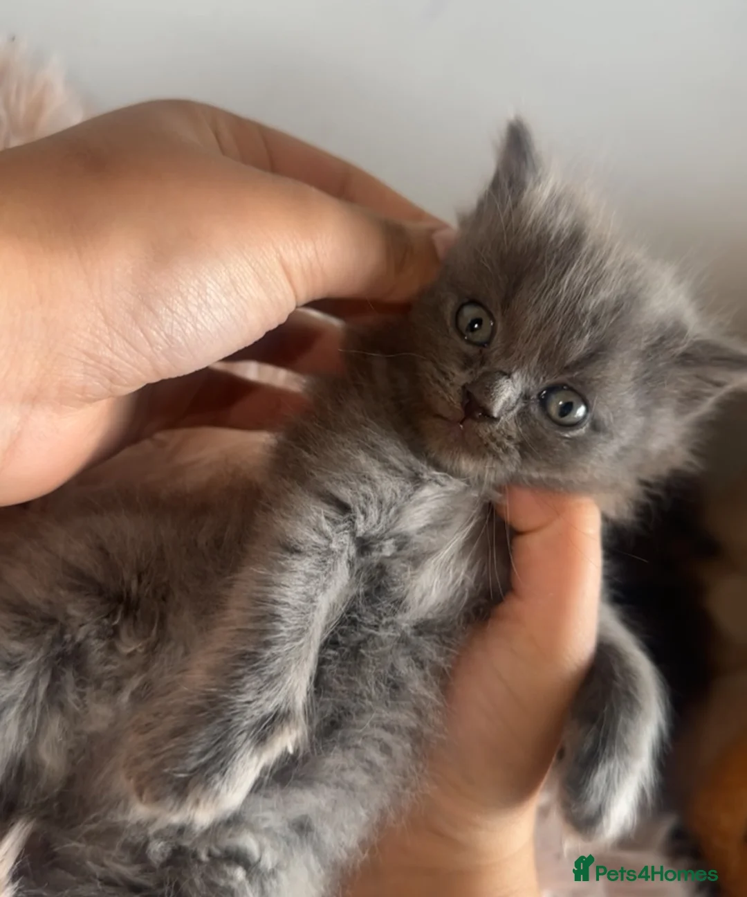 Mixed Breed cats for sale: British shorthair x ragdoll kittens 💕 - Advert 1