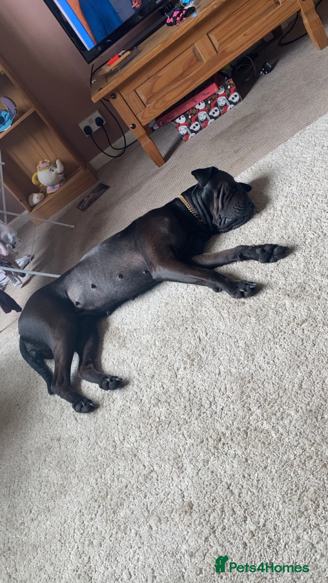Mixed Breed dogs for sale: Staffy cross sharpei in Bath - Advert 2