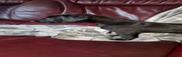 Mixed Breed dogs for sale: Whippet X Lurcher Puppies - Advert 14