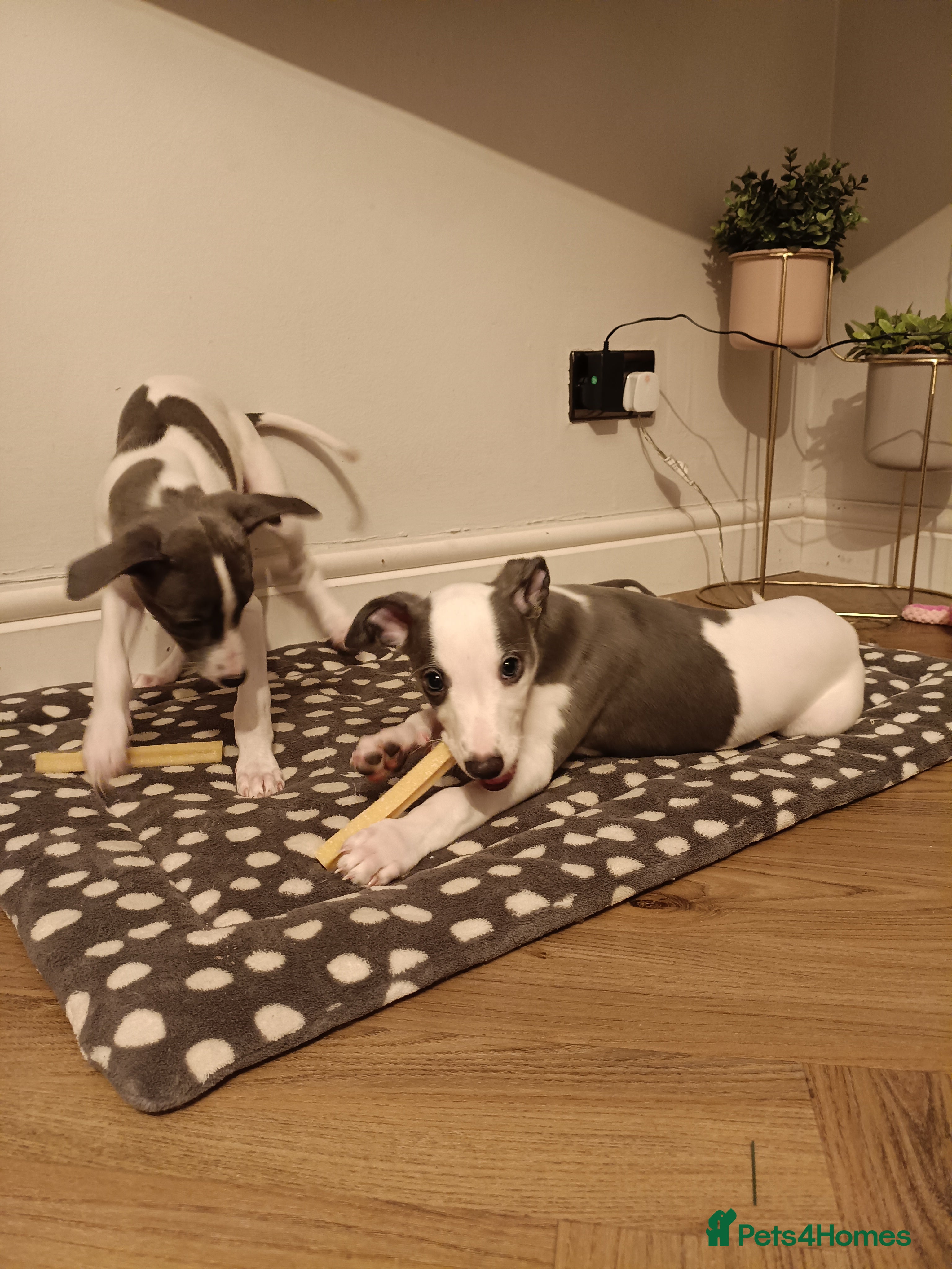 Whippet dogs 1 BOY READY TO LEAVE Beautiful litter of Whippets - Advert 13