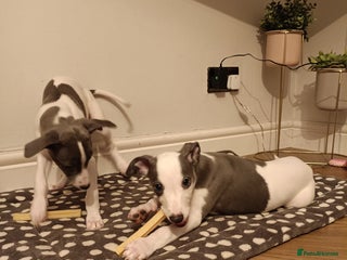 Whippet dogs 1 BOY READY TO LEAVE Beautiful litter of Whippets - Advert 12