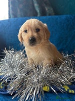 Golden Retriever dogs Four gorgeous boys available - Advert 7