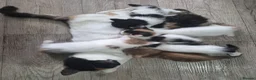 Turkish Van cats for sale: Ready to leave babies x3 black and white  - Advert 2