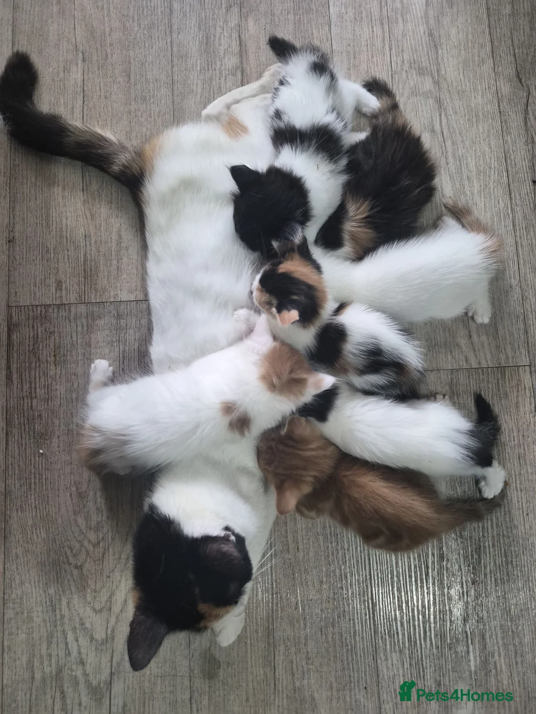 Turkish Van cats for sale: Ready to leave babies x3 black and white  - Advert 2