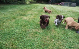 Cocker Spaniel dogs for sale: Cocker Spaniel Puppies - Image 20