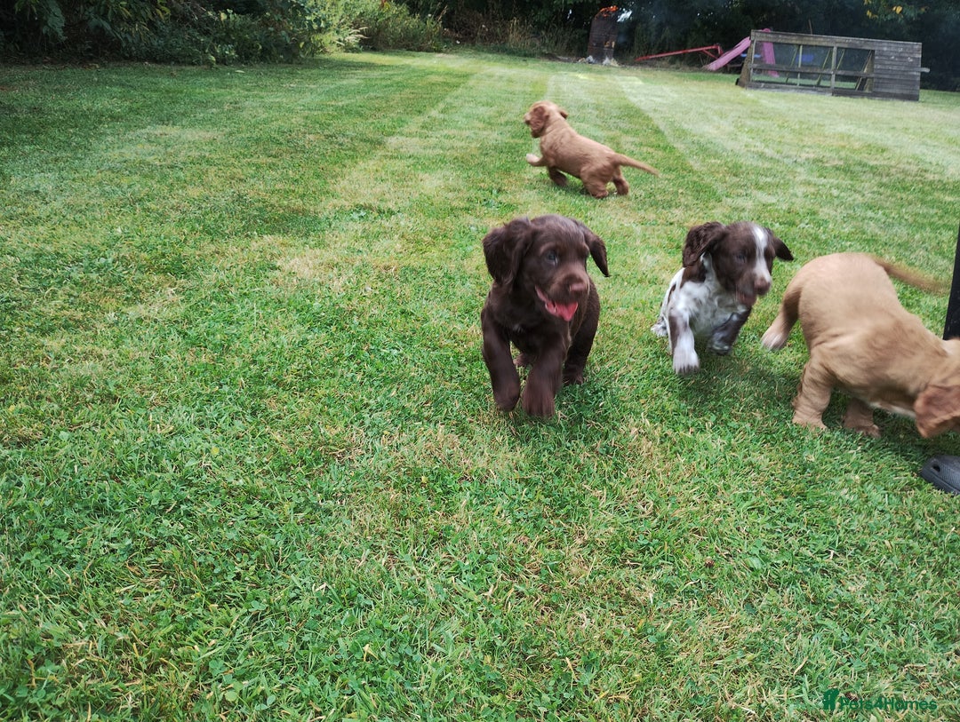 Cocker Spaniel dogs for sale: Cocker Spaniel Puppies - Image 20