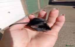 Mouse rodents for sale: Male fancy mice for sale  - Image 8