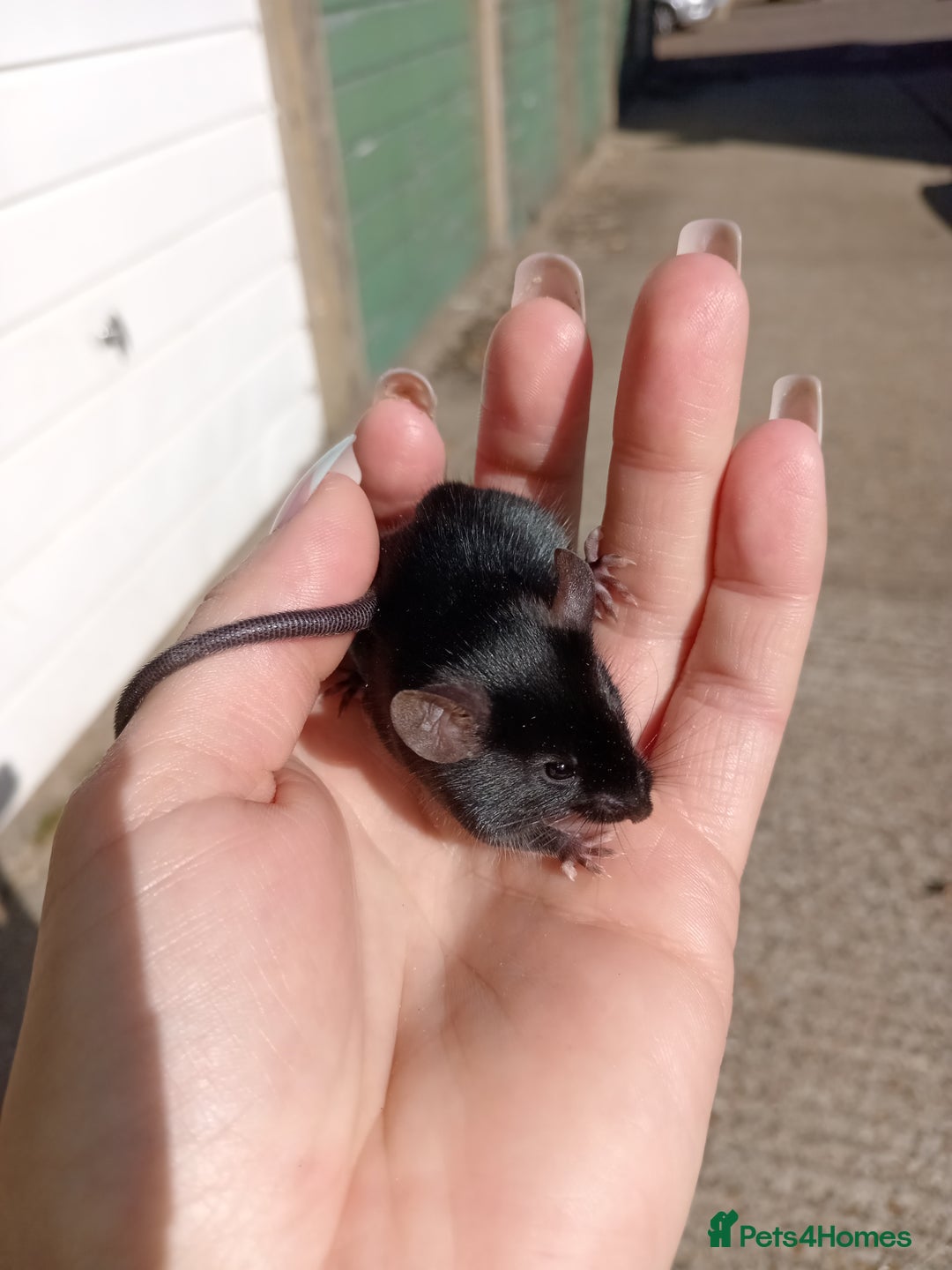Mouse rodents for sale: Male fancy mice for sale  - Image 8