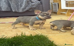 French Bulldog dogs for sale: French Bulldog Puppies - Image 15