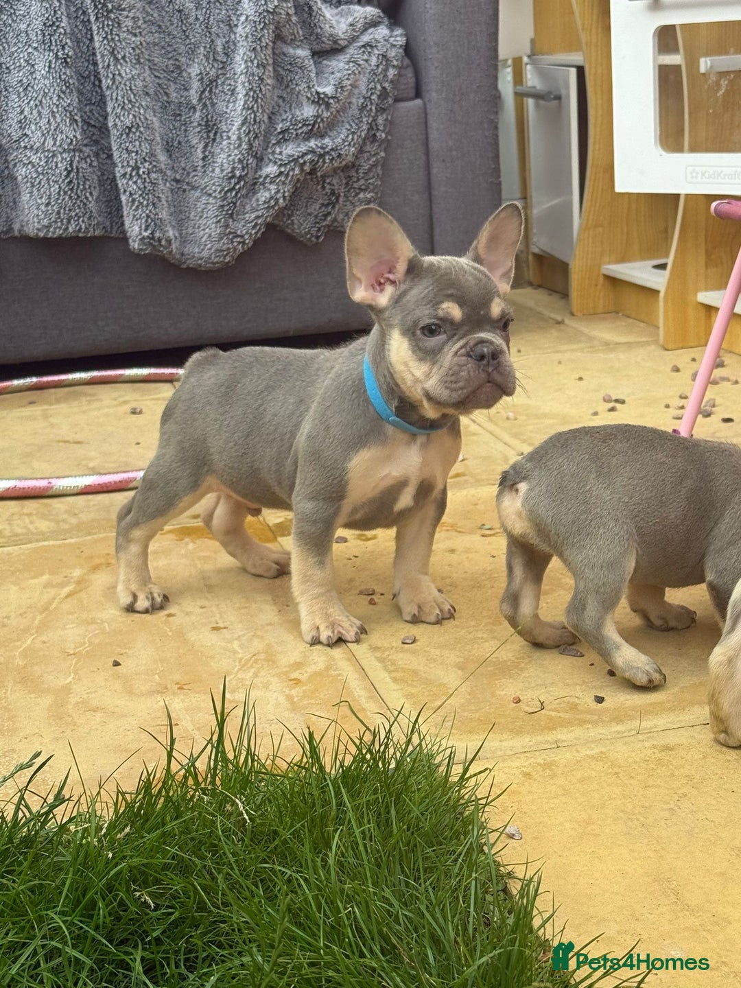 French Bulldog dogs for sale: French Bulldog Puppies - Image 15