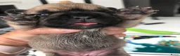 French Bulldog dogs for stud: French bulldog stud  - Advert 22