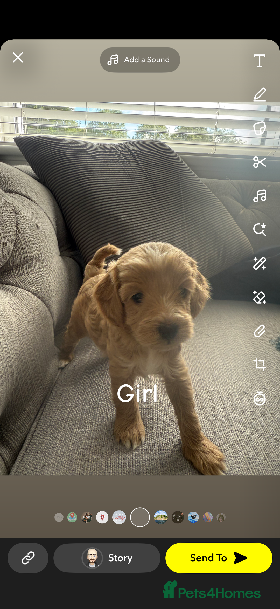 Cavapoo dogs for sale: Cavapoo puppies looking for forever homes - Image 9