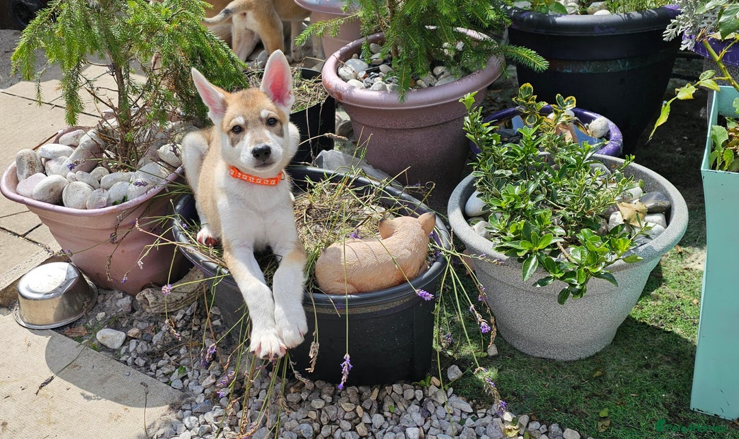 Saarloos Wolfdog dogs for sale: Wolfdog puppies. 1 boy, 3 girls available  in Wigan - Image 1