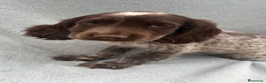 Cocker Spaniel 6