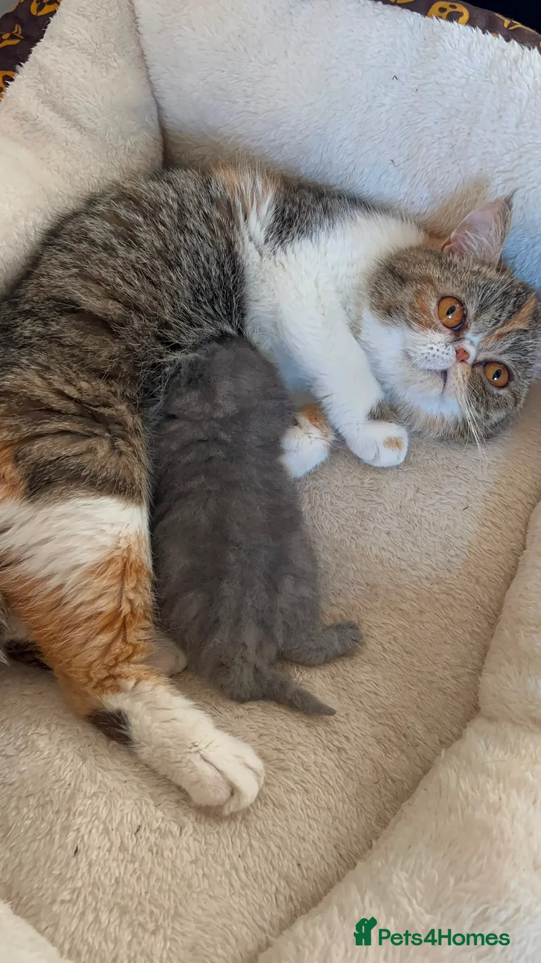 Exotic cats for sale: Stunning Blue Exotic Shorthair Female Kitten - Advert 11