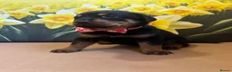 Rottweiler dogs for sale: Rottweiler puppies 3 girls left ready 1st April x - Advert 23