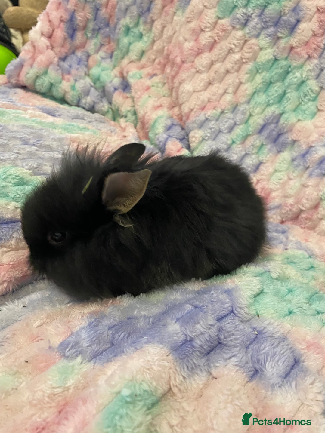 Lionhead rabbits for sale: Lionhead babies  - Advert 9