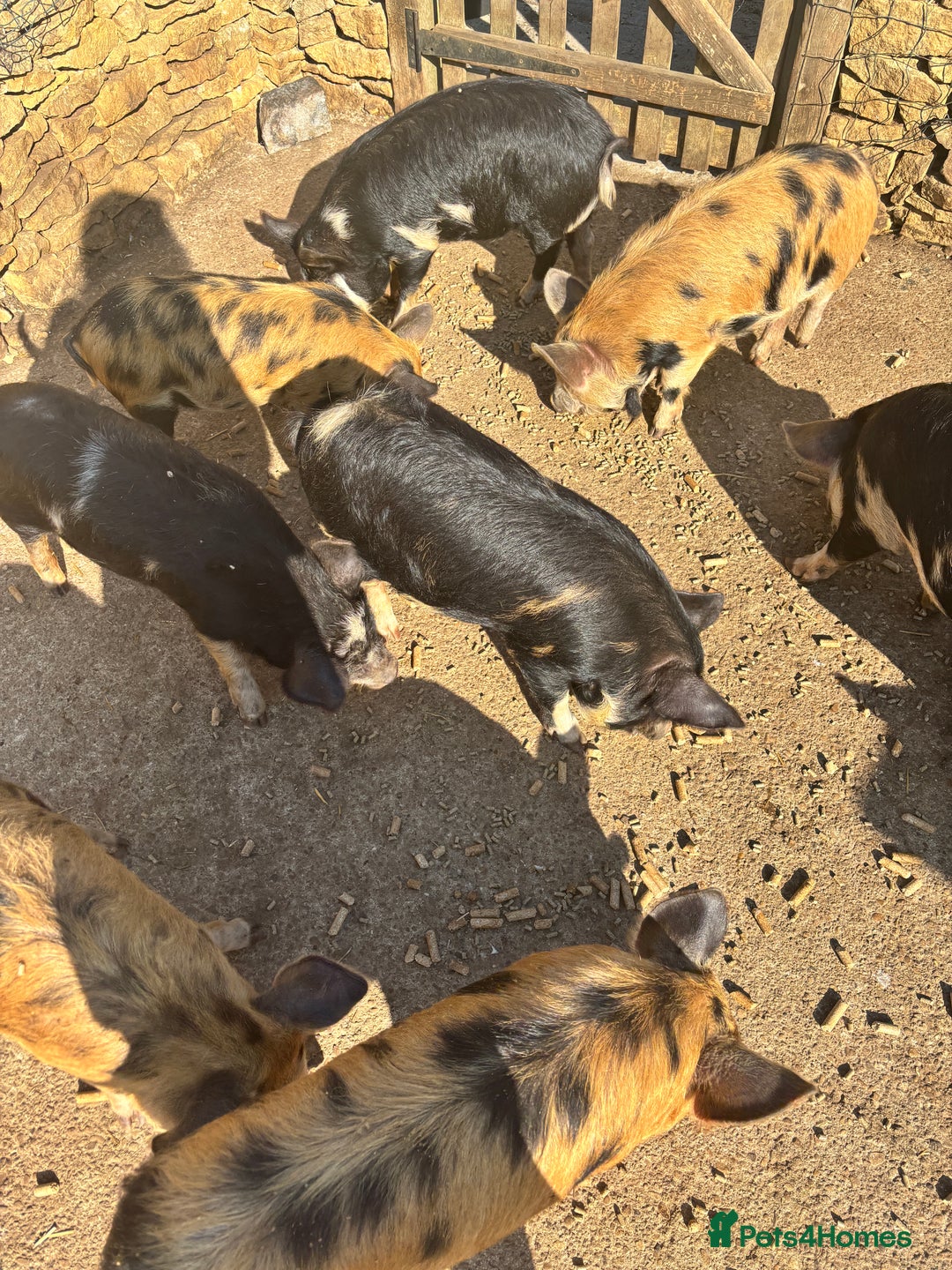 Pig livestock for sale: Gorgeous Kune Kune Piglets for sale - Image 8