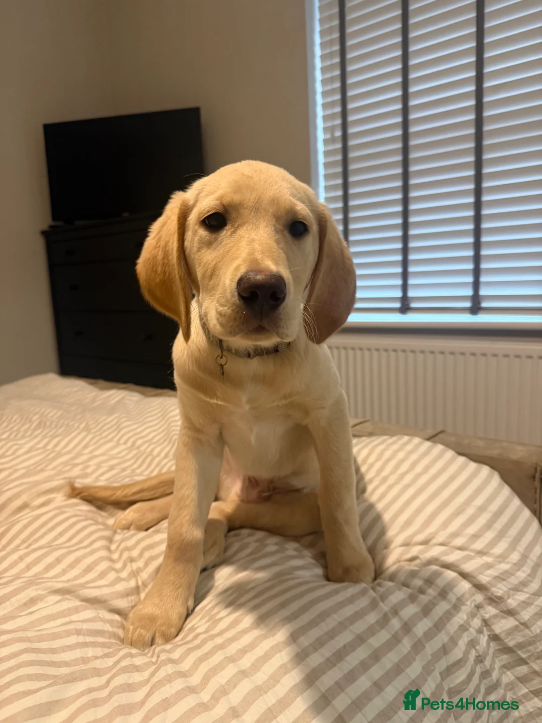 Goldador dogs for sale: GOLDADOR PUPPY COOPER 16 WEEKS - Advert 1