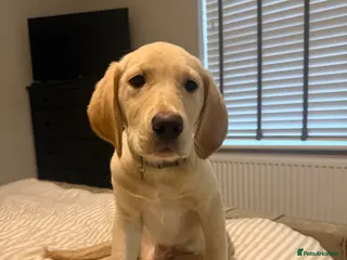 Goldador dogs GOLDADOR PUPPY COOPER - Advert 1