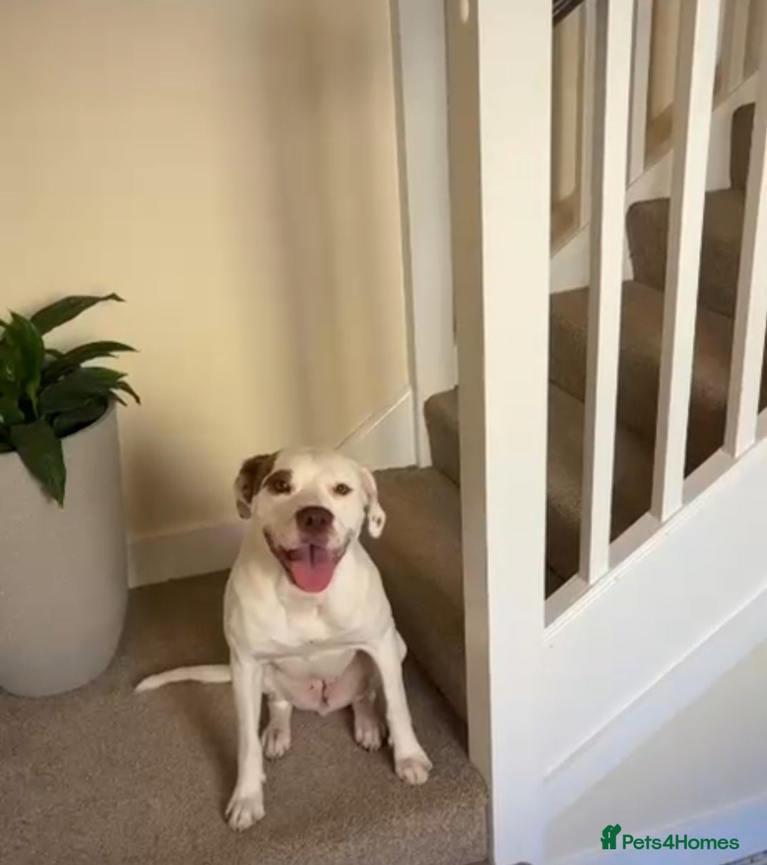 Mixed Breed dogs Staffy mixed breed - Advert 1