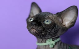 Sphynx cats for sale: Sphynx Black Solid Girls  - Advert 10