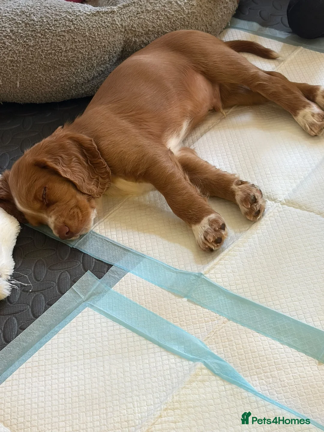 Cocker Spaniel dogs for sale: 1 KC Reg Cocker-Spaniels Puppies for Sale - Advert 2