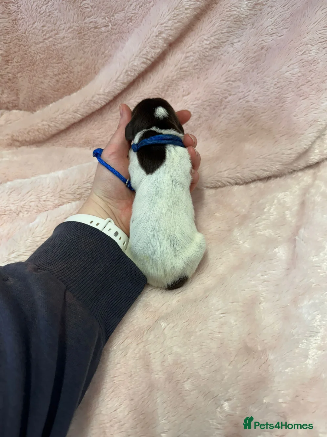 German Shorthaired Pointer dogs for sale: Gorgeous Green Short Haired Pups - Serbian Blood - Advert 12