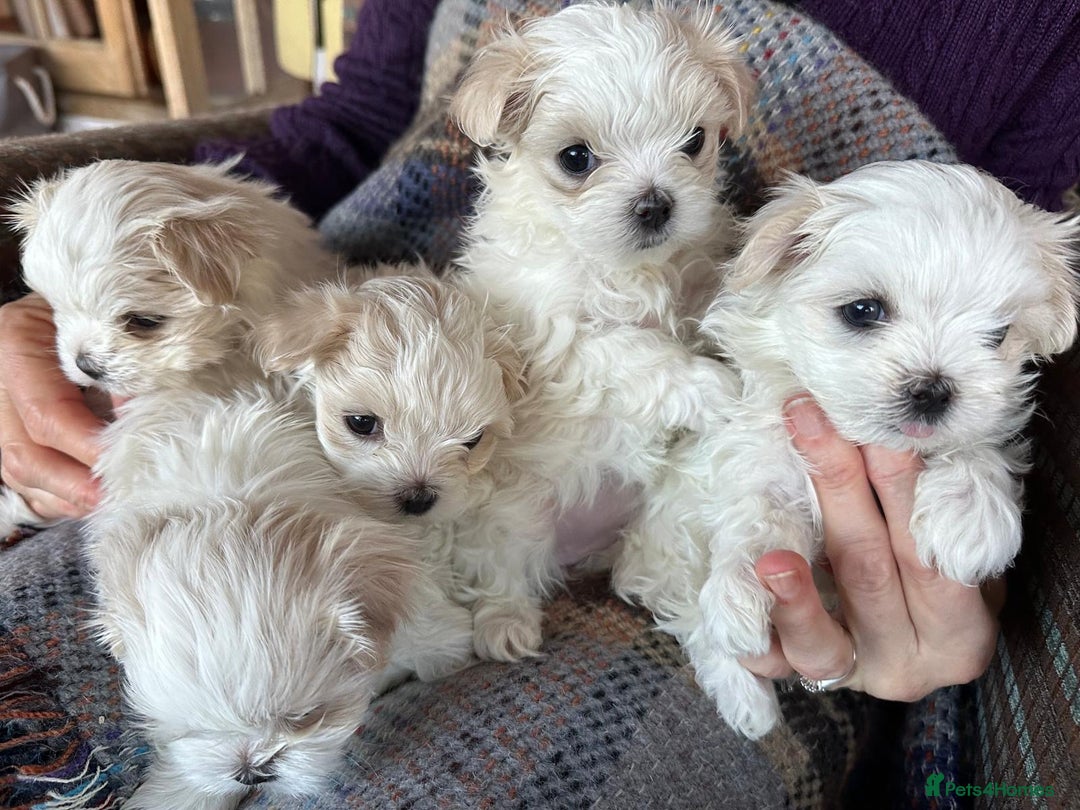 Maltese dogs for sale: K.C. reg. pretty Maltese puppies - Advert 3