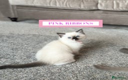 Ragdoll cats for sale: GORGREOUS 1/2 PEDIGREE RAGDOLL KITTENS 💗 - Image 6