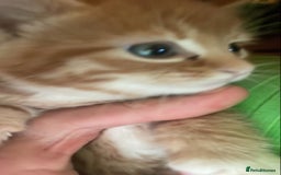 Domestic Shorthair cats for sale: 4 ginger kittens for sale  - Image 4