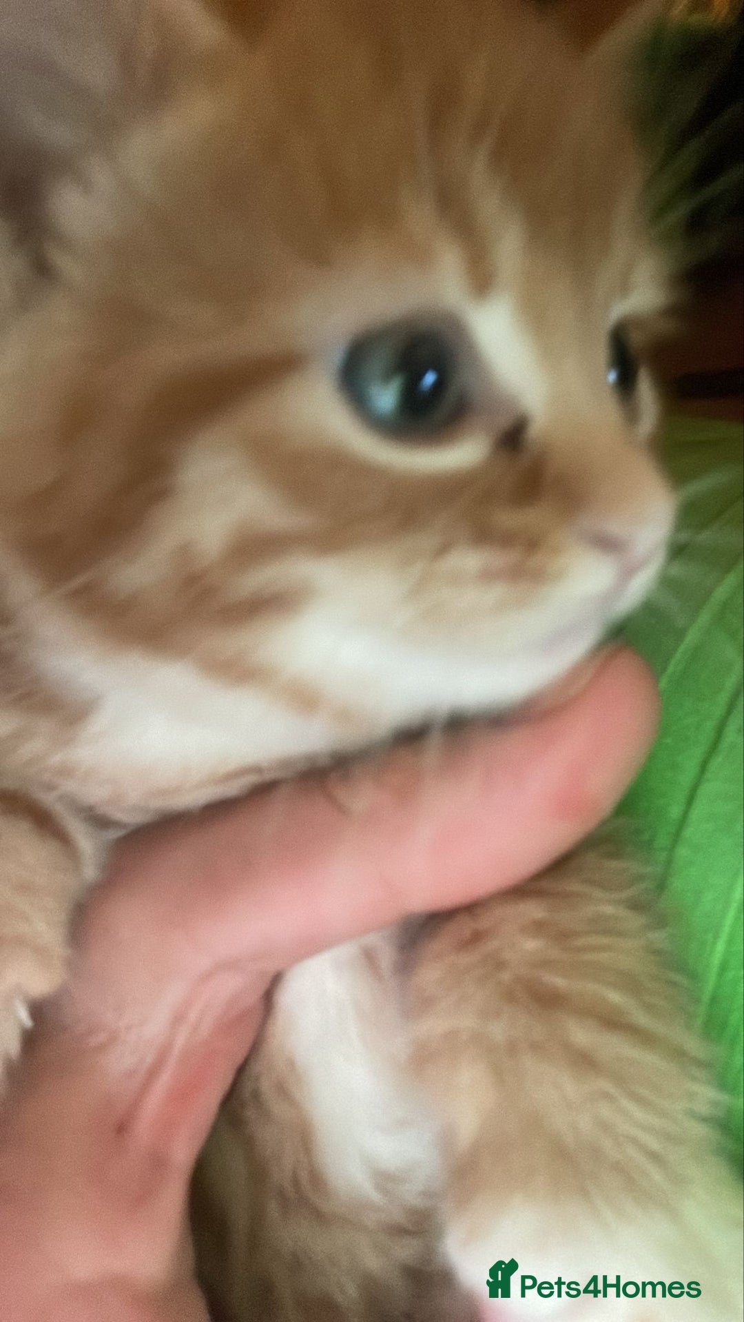 Domestic Shorthair cats for sale: 4 ginger kittens for sale  - Image 4