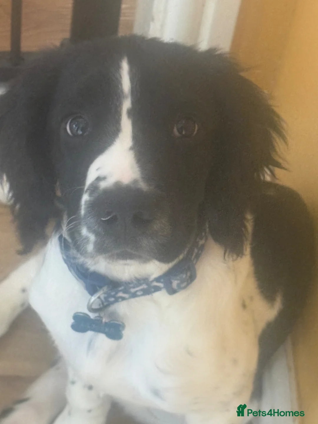 English Springer Spaniel dogs for sale: Beautiful Boy springer spaniel  - Advert 1