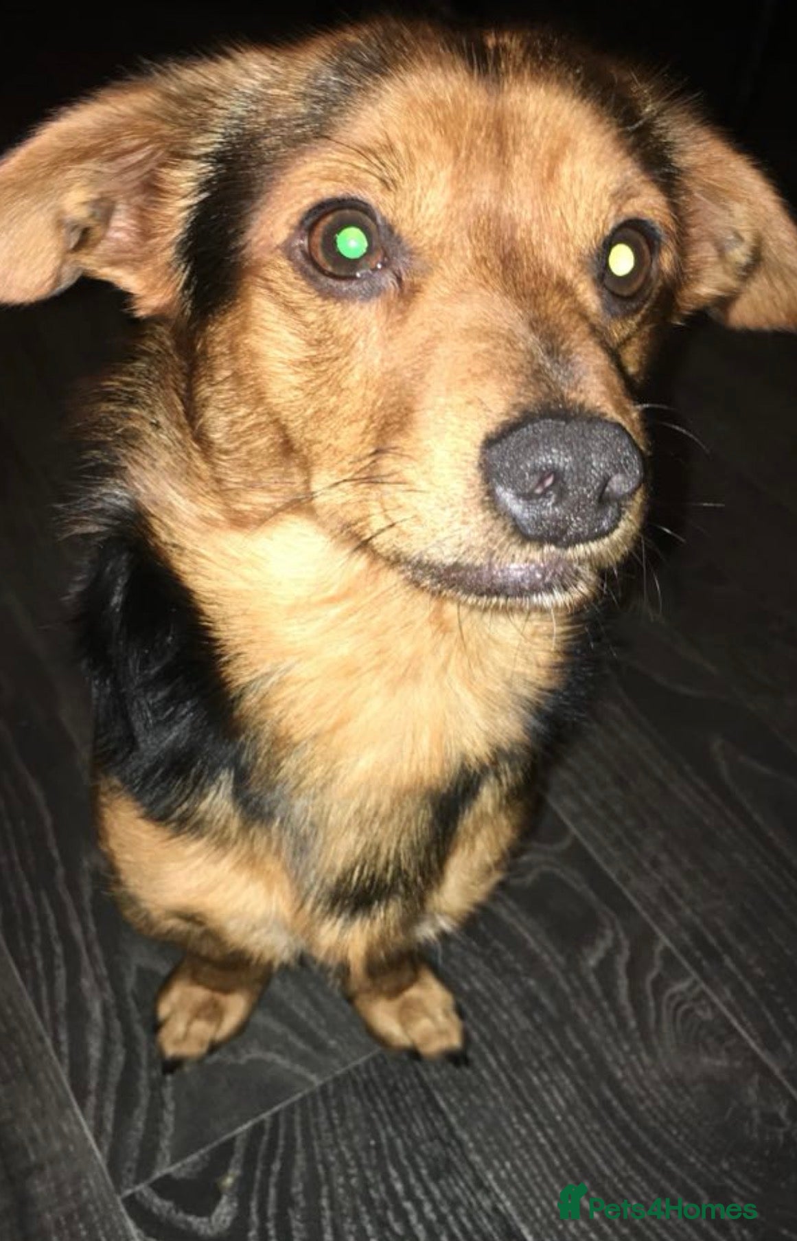 Chorkie dogs old terrier looking for loving home  - Advert 2