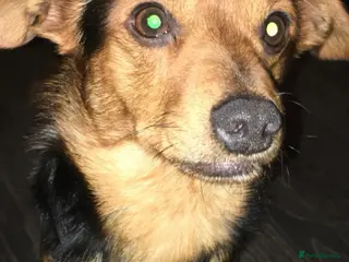 Chorkie dogs old terrier looking for loving home - Advert 17