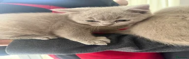 British Shorthair Kitten 2