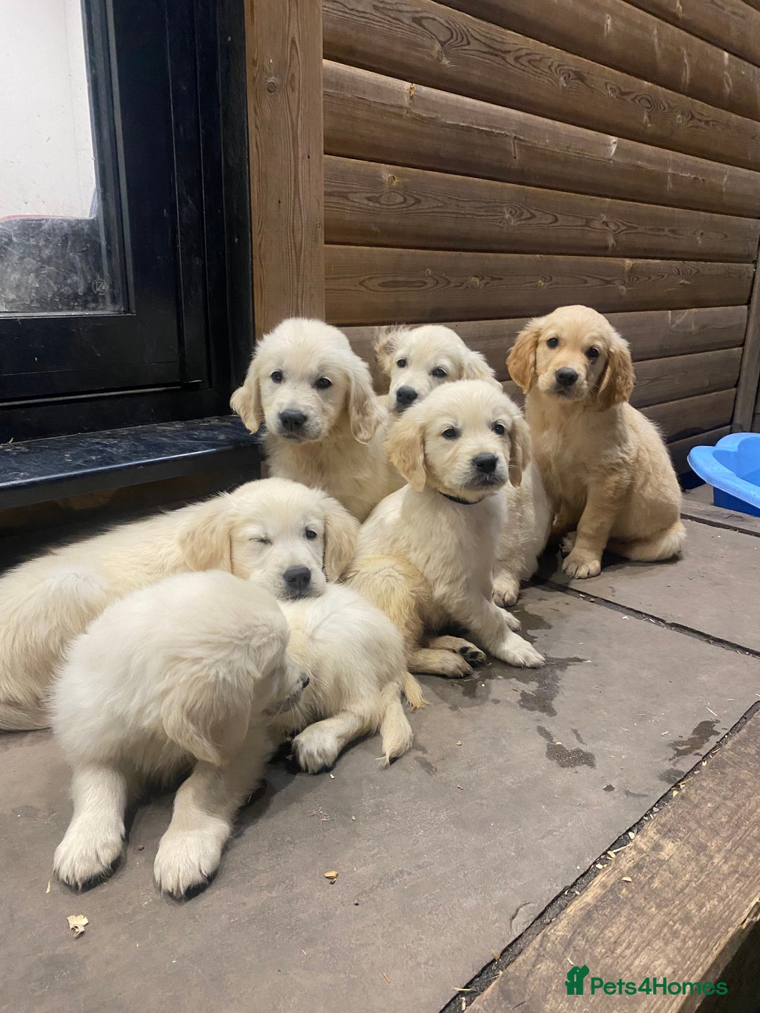 Golden Retriever dogs for sale: KC REGISTERED ®️ GOLDEN RETRIEVER PUPPIES 🐶 ❤️ - Image 33