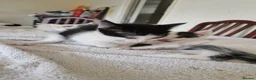 Mixed Breed cats for sale: Adorable kittens for sale  - Advert 9