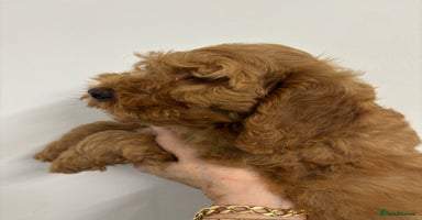 Cockapoo dogs - Advert 6