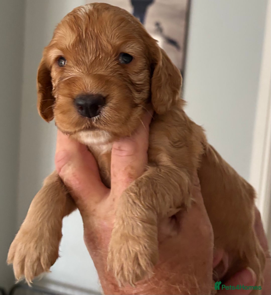 Cocker Spaniel dogs for sale: Working Cocker Spaniel from Exceptional FTCh Lines - Image 2