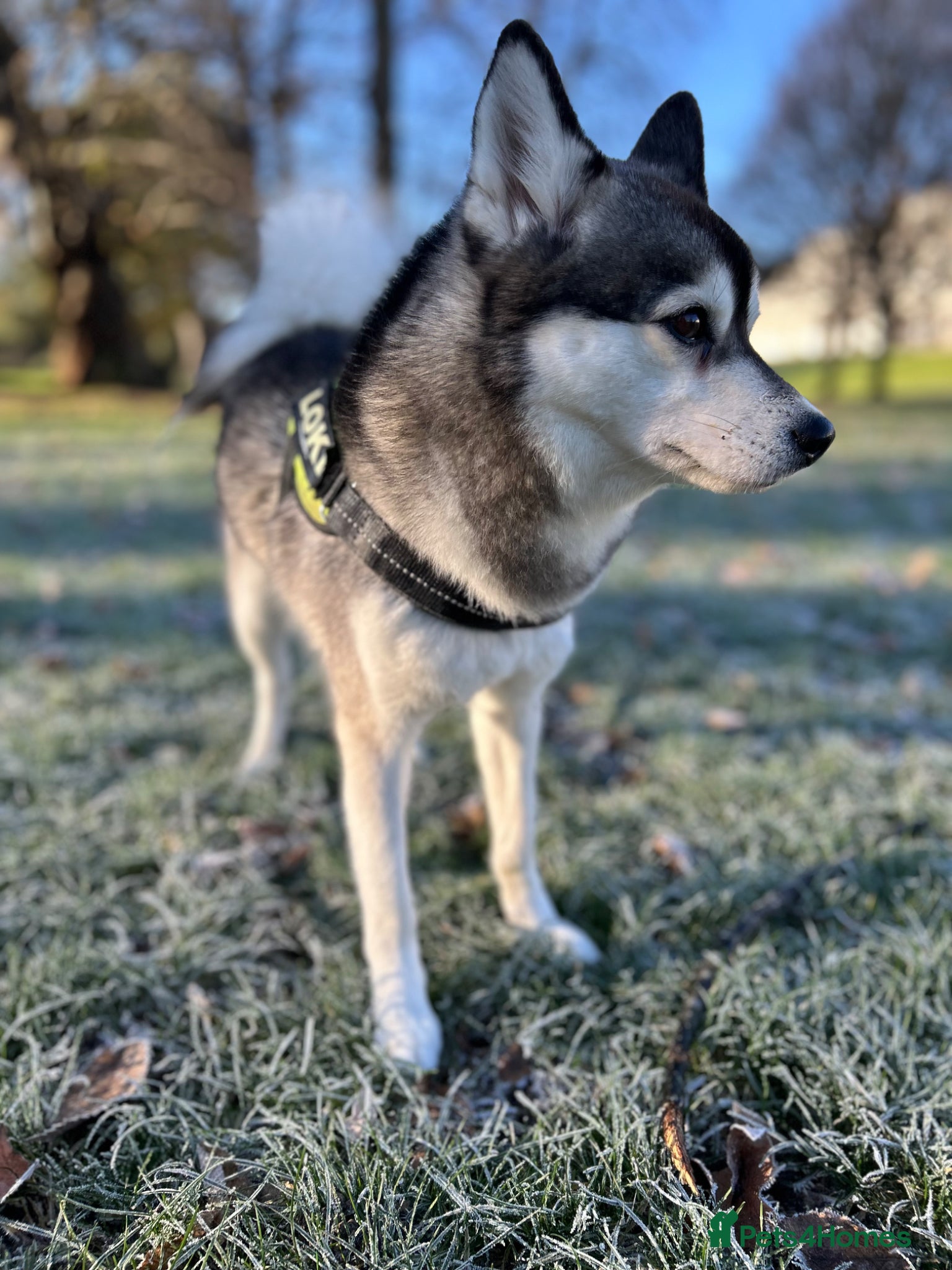 Pomsky dogs ✨ Handsome F2 Pomsky Stud Available ✨ - Advert 5