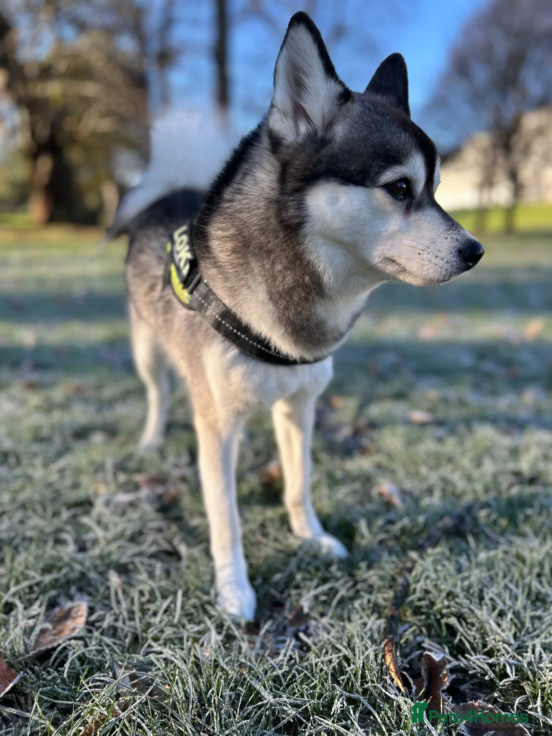 Pomsky dogs for stud: ✨ Handsome F2 Pomsky Stud Available ✨ - Advert 1